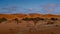 huge sand dunes in the Namib Deser
