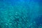 Huge sardine school in open ocean. Silver fish undersea photo. Pelagic fish swimming in seawater. Mackerel shoal.