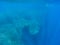 Huge sardine school in open sea water. Massive fish shoal underwater photo. Pelagic fish school swimming
