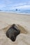 Huge sea lion hibernate on New Zealand sandy beach
