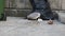 Huge seagull pecking at rubbish, waste food on street