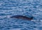 Huge Sei Whale glides through ocean near coast of Antarctica