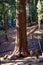 Huge Sequia tree in the Sequia National Park, California