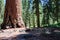 Huge sequoia in Sequoia National Park, California USA