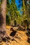 Huge sequoia tree in the Sequoia National park.