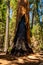 Huge sequoia tree in the Sequoia National park.