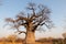 Huge single baobab tree standing in it`s natural habitat in Namibia, Africa