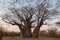 Huge single baobab tree standing in it`s natural habitat in Namibia, Africa