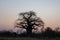 Huge single baobab tree standing in it`s natural habitat during sunset in Namibia, Africa