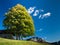 huge single tree with autumn leaves standing on pasture in the italian mountains