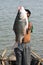 Huge size of Catla catla caught by the fisherman from reservoir at Dhamtari, Chhattisgarh, India