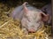 Huge sleepy pig in a barn