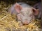 Huge sleepy pig in a barn