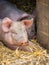 Huge sleepy pig in a barn