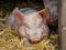 Huge sleepy pig in a barn