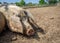 Huge sleepy pig laying on the ground