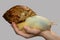 A huge snail in the hand of a child on a gray background, love for shellfish