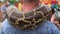 Huge snake Python around the shoulders of man