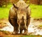 Huge South African rhino