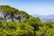 Huge South African trees with Cape Town panorama, Kirstenbosch