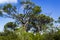 Huge South African trees in Kirstenbosch Botanical Garden, Cape Town