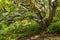 Huge South African trees in Kirstenbosch Botanical Garden, Cape Town