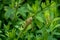 Huge Spanish grasshopper closeup on the bush