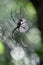 A huge spider resting in his net