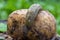 A huge spotted slug crawling on the potato.