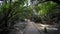 Huge sprawling trees hang over the forest road. Old forest.