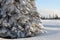 Huge spruce tree in winter