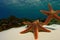 Huge starfish on the sea floor beneath sparkling blue waters