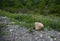 Huge stone boulder on footpath