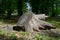 Huge stump felled tree