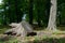 Huge stump felled tree