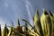 Huge succulent plant of agave aloe vera rising up in blue sky