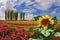 Huge sunflower blooming in a field