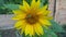 A huge sunflower with a green insect