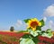 The huge sunflower and red buttercups