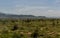 Huge swarm of locusts in Omo valley, Ethiop