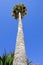 Huge, tall, skinny palm tree on beach in Spain