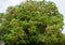 Huge tamarind tree, Tamarindus indica, in flower