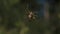 A huge tarantula hanging on its web. Creative. A bright spider with patterns on it sits on its web and tries to crawl on