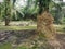 Huge termite mound-hill nest found by the palm tree trunk.