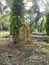 Huge termite mound-hill nest found by the palm tree trunk.