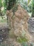 Huge termite mound-hill nest found by the palm tree trunk.