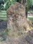 Huge termite mound-hill nest found by the palm tree trunk.