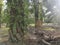 Huge termite mound-hill nest found by the palm tree trunk.