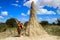 Huge termites hill anthill in Africa, Namibia. A young white girl tourist backpacket stands nearby and shows how huge the termit