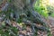 Huge thick roots of a tree on a hill next to a trail, leaves covering ground